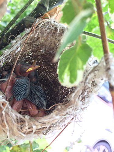 鳥在陽台築巢怎麼辦|[問題] 要怎麼處理陽台的鳥巢